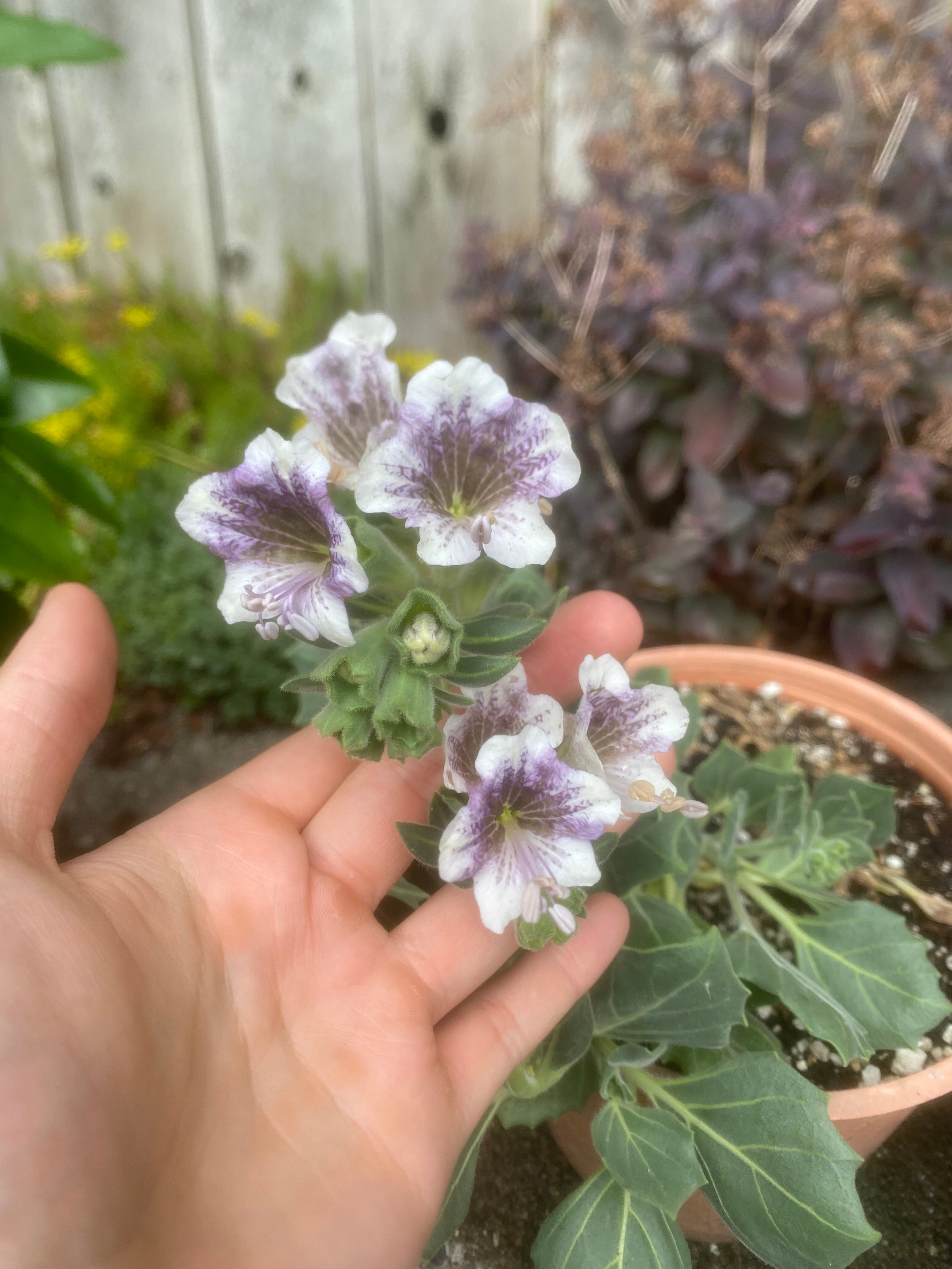 (2025) Hyoscyamus Insanus 10+ seed