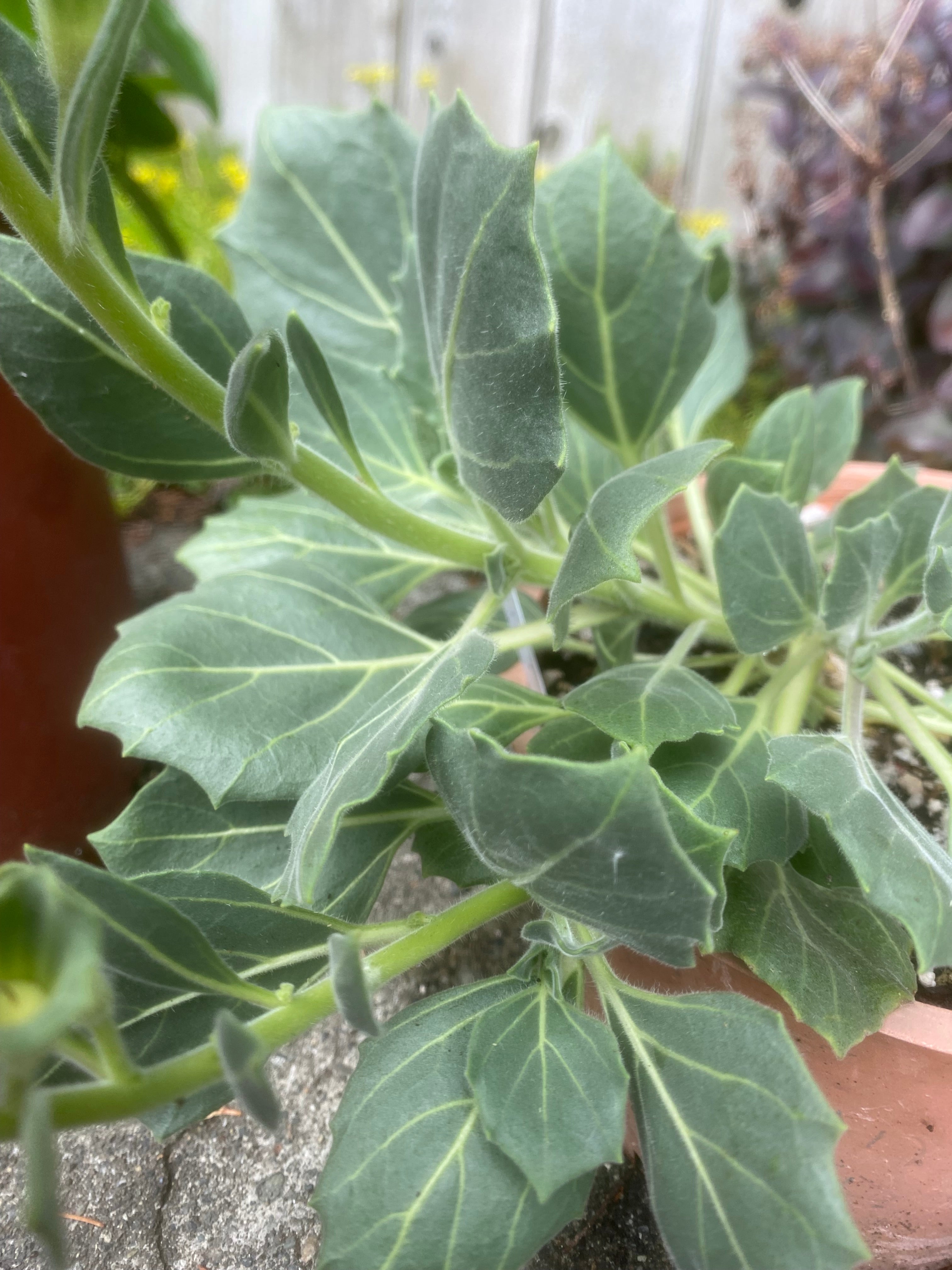 (2025) Hyoscyamus Insanus 10+ seed