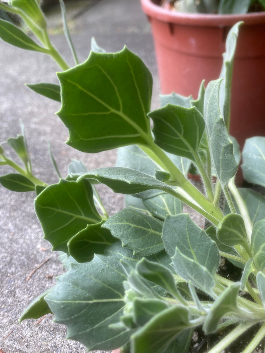 (2025) Hyoscyamus Insanus 10+ seed