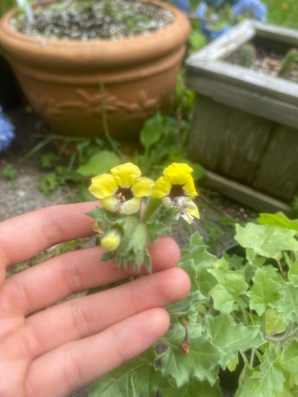 (2025) Hyoscyamus Aureus 20+ seeds