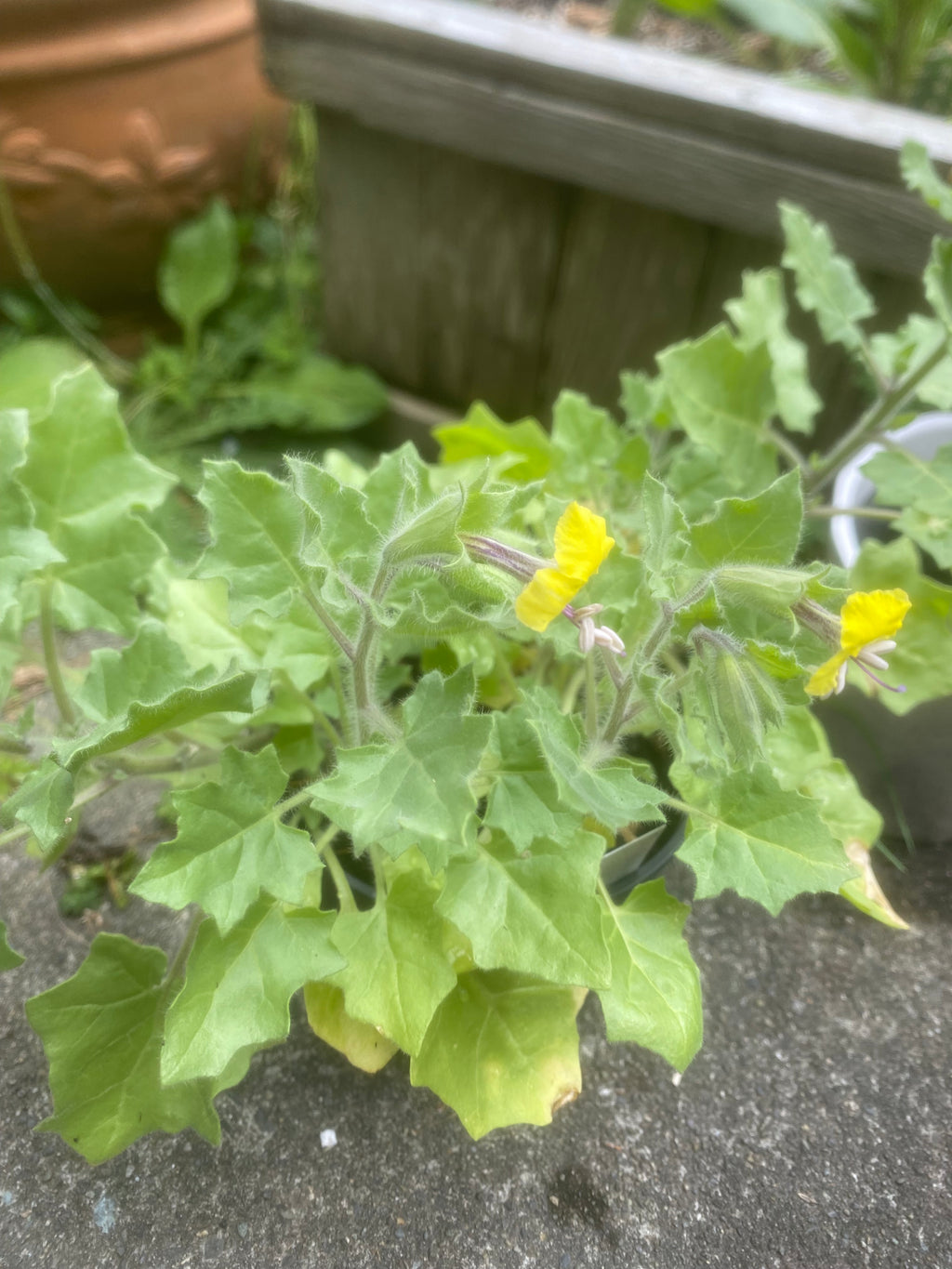 (2025) Hyoscyamus Aureus 20+ seeds