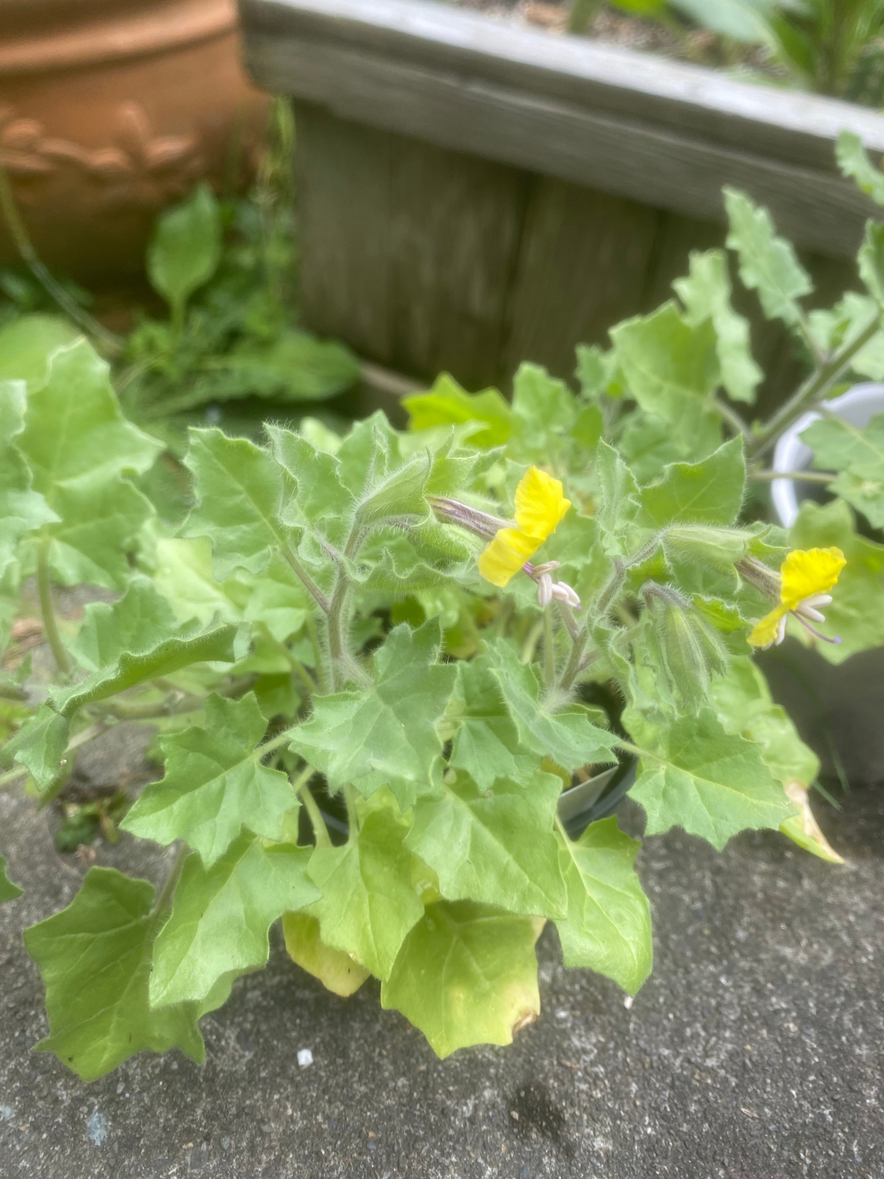 (2025) Hyoscyamus Aureus 20+ seeds
