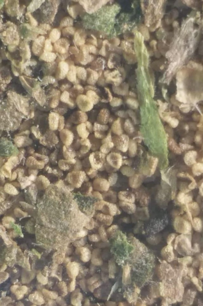 (2025) Hyoscyamus Insanus 10+ seed