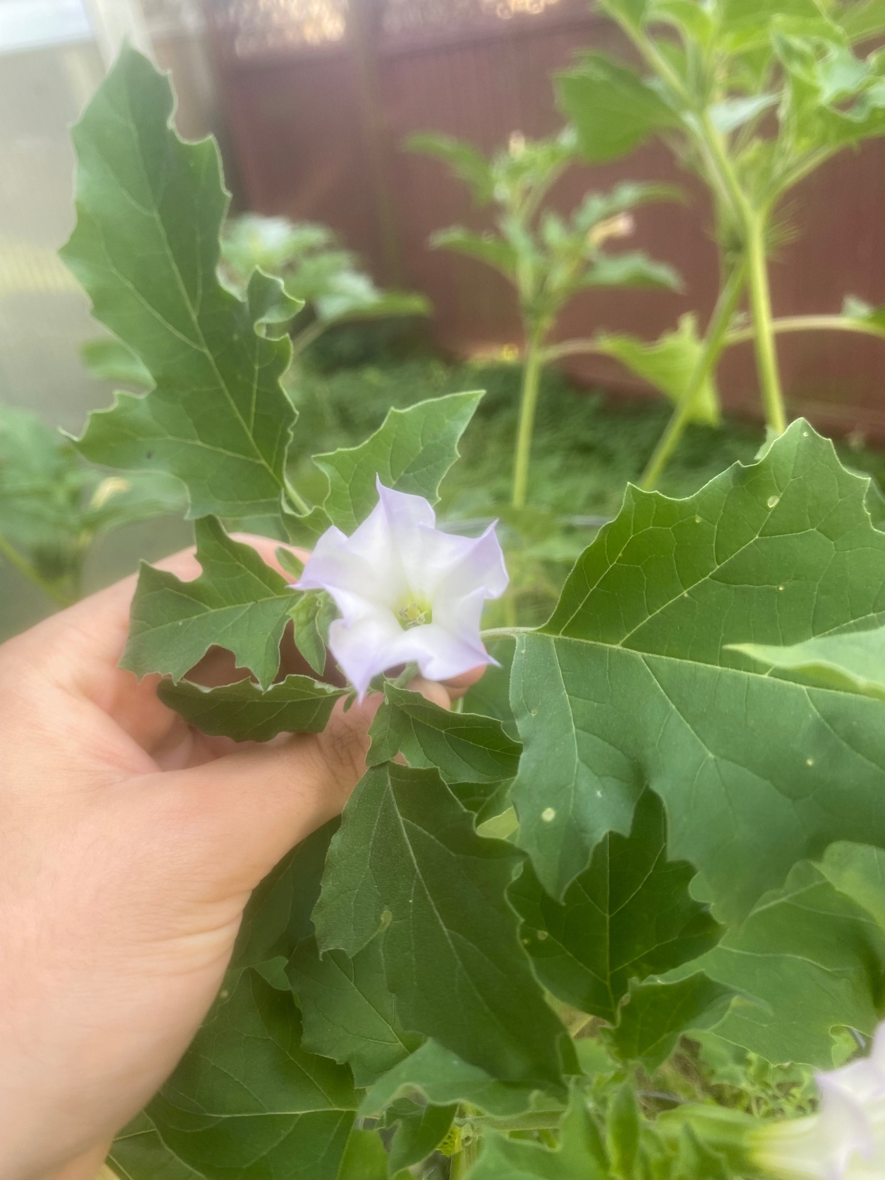 (2025)Datura Quercifolia 20+ seeds
