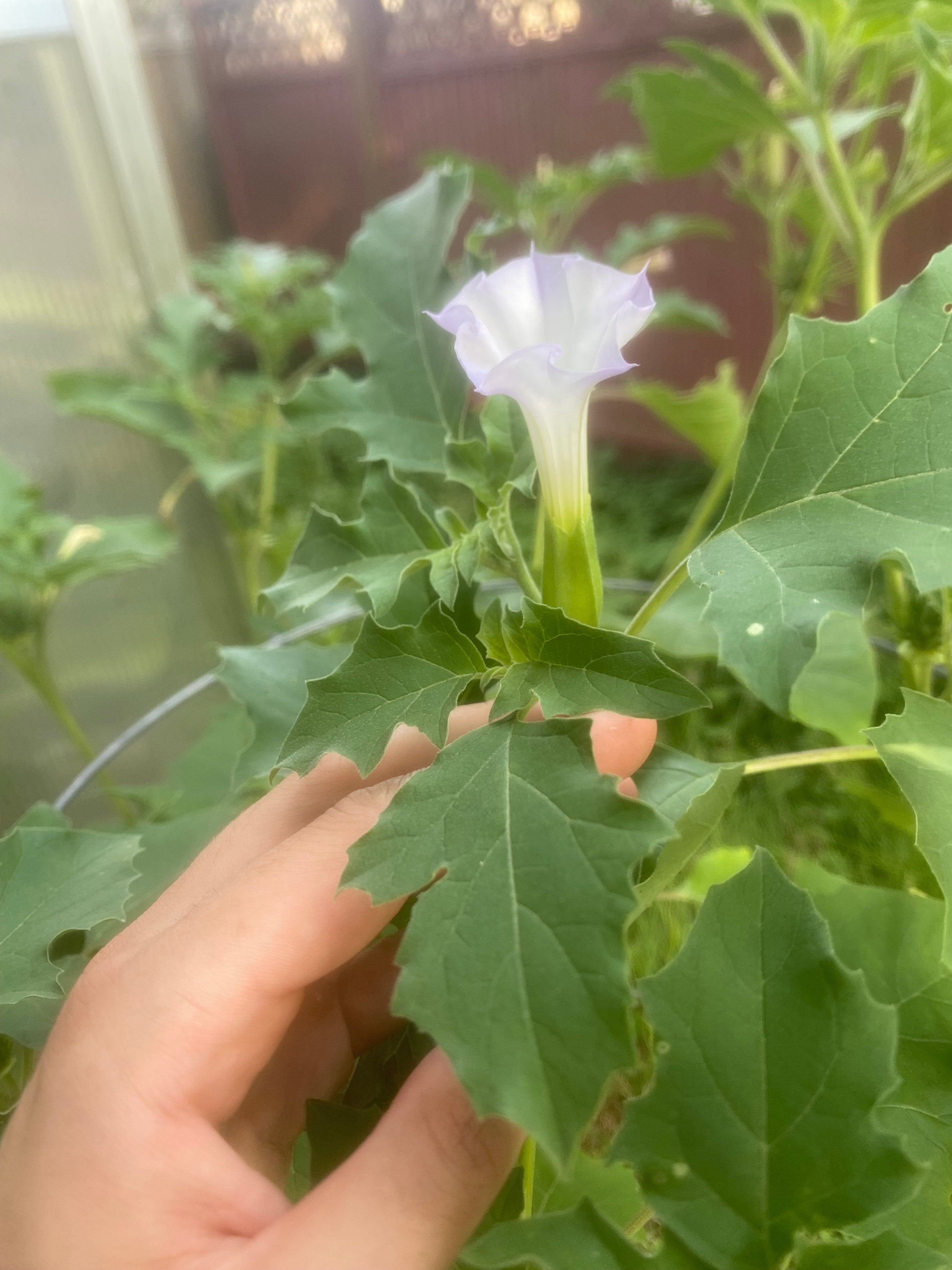 (2025)Datura Quercifolia 20+ seeds