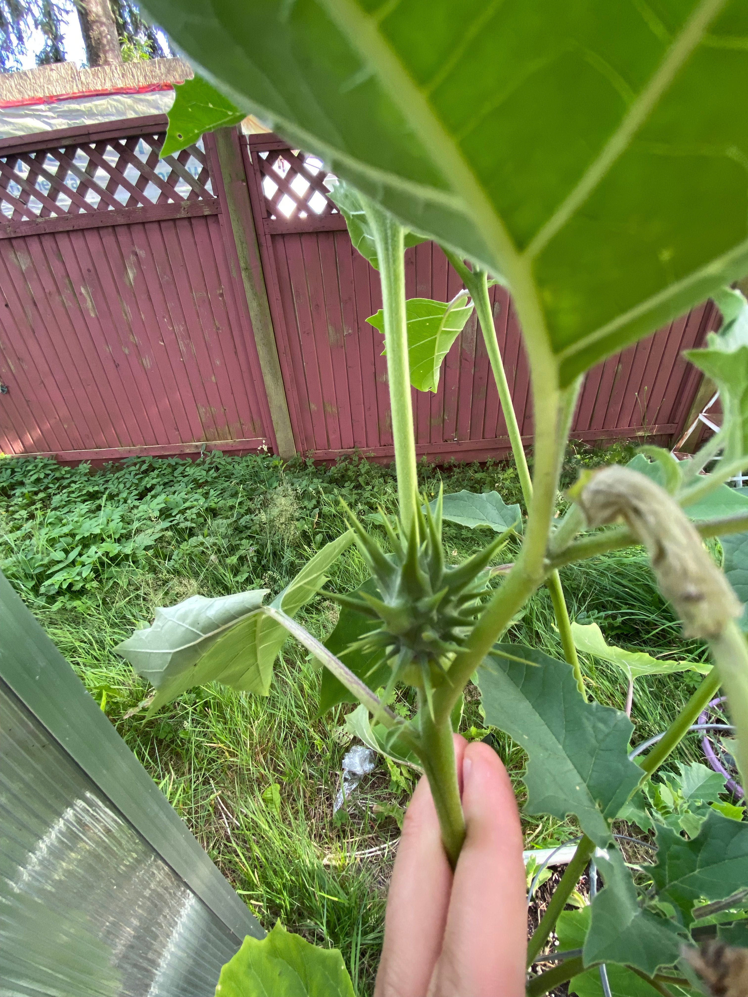 (2025)Datura Quercifolia 20+ seeds