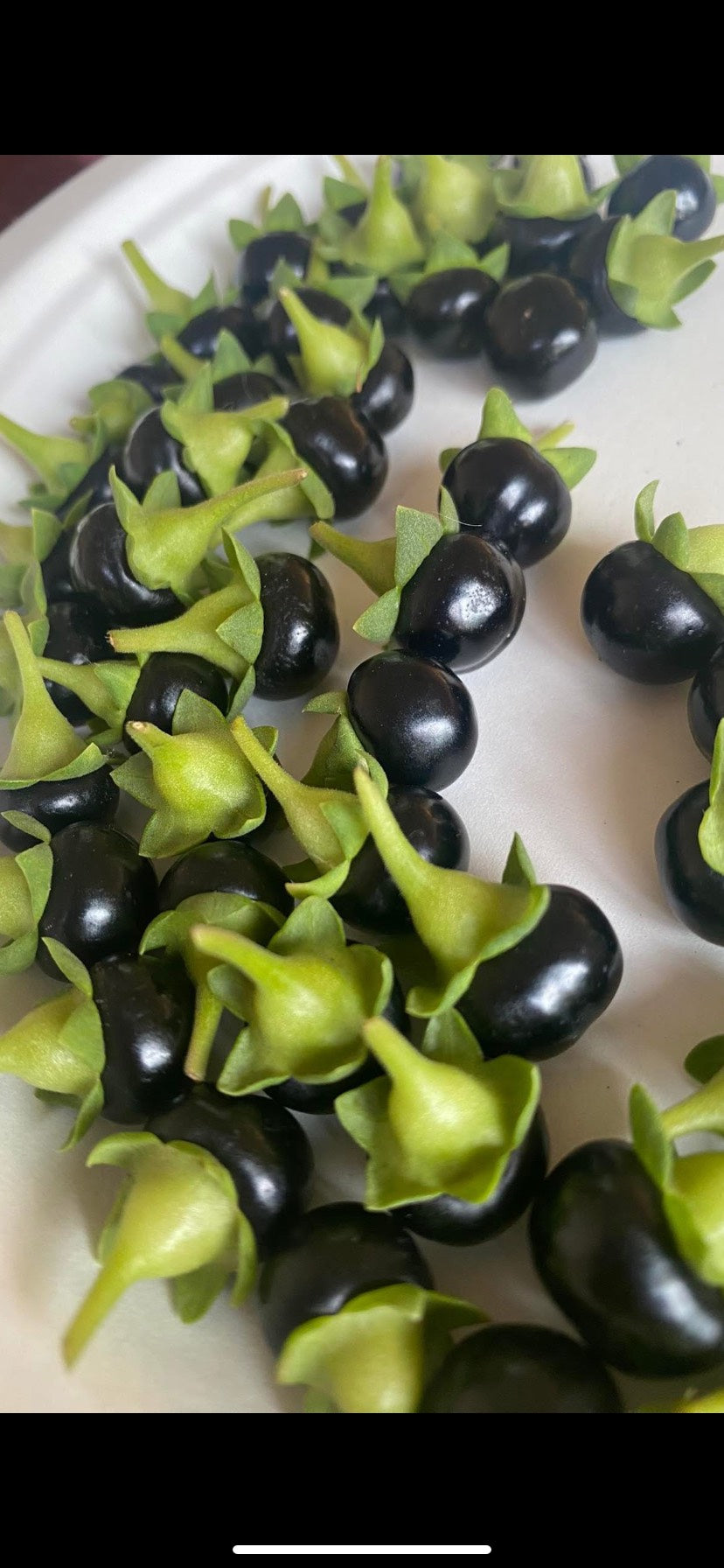 (2025) Atropa Baetica 20+ seeds