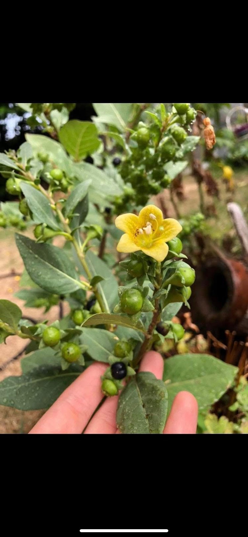 (2025) Atropa Baetica 20+ seeds