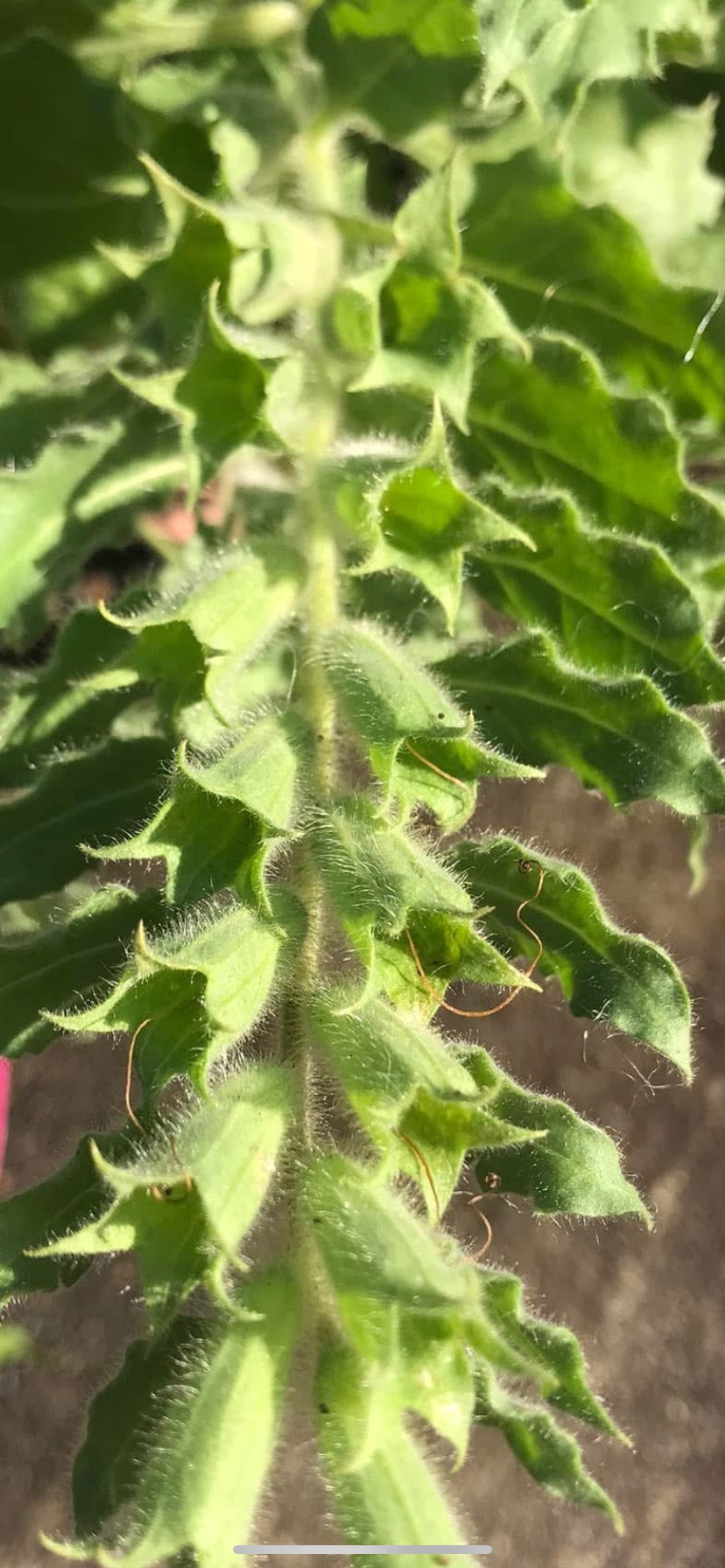 (2025) Hyoscyamus Aureus 20+ seeds
