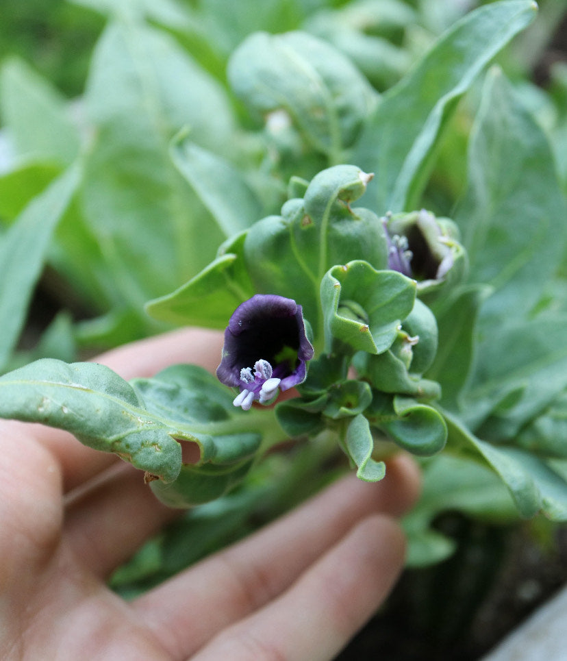 (2025) Hyoscyamus muticus 30+ seeds