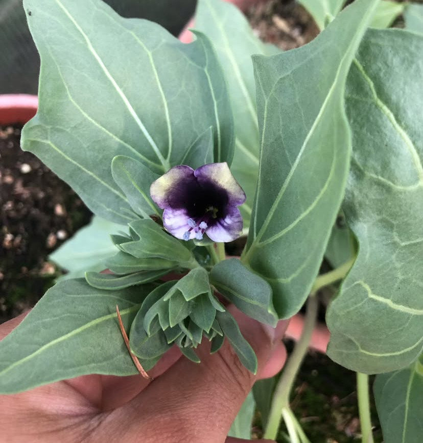 (2025) Hyoscyamus muticus 30+ seeds